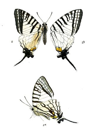 <i>Graphium eurous</i> Species of butterfly