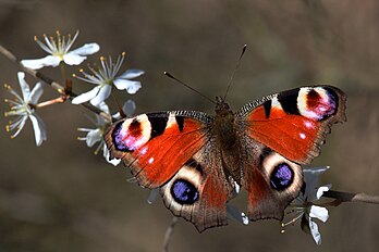 Borboleta-pavão (Aglais io), sobre um ramo de abrunheiro na reserva natural de Otmoor, Oxfordshire, Inglaterra. (definição 3 792 × 2 528)