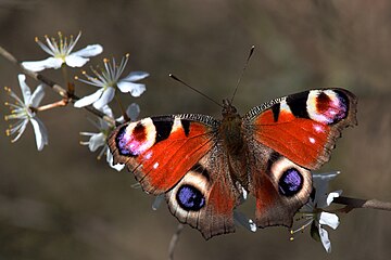 The blue wing patches of the European peacock butterfly (Aglais io) are due to thin-film interference.[1]