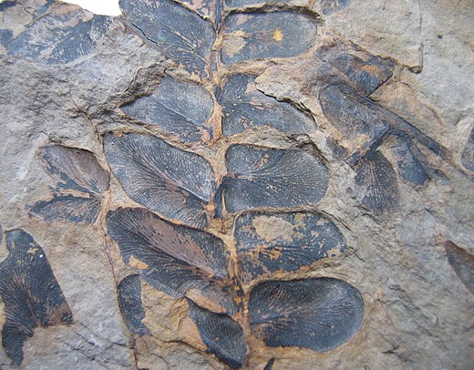 Fossiel van Pecopteris arborescens