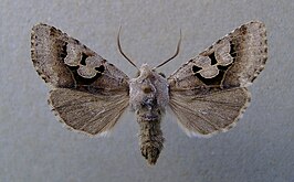 Perigrapha icinctum