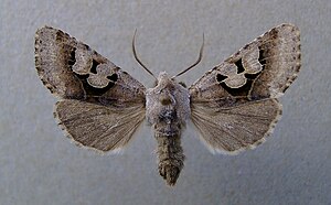 Perigrapha i-cinctum.jpg