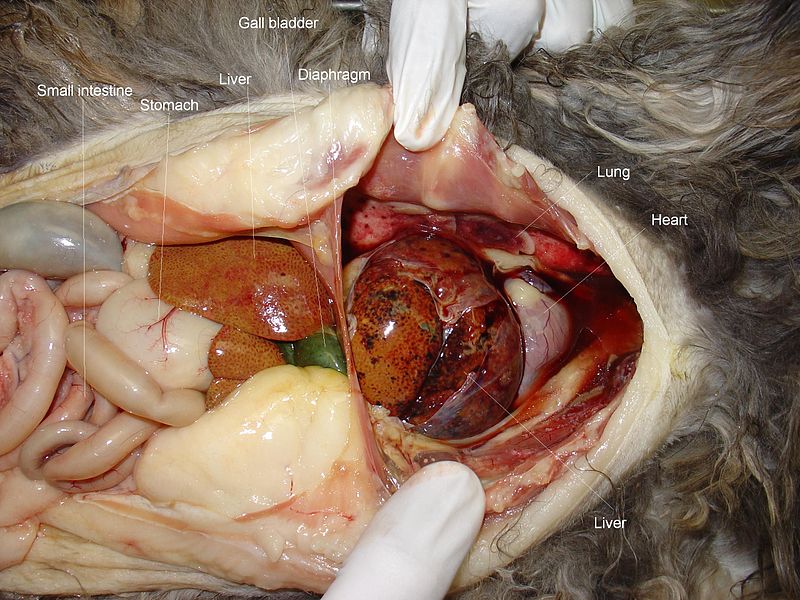 File:Peritoneopericardial diaphragmatic hernia.JPG