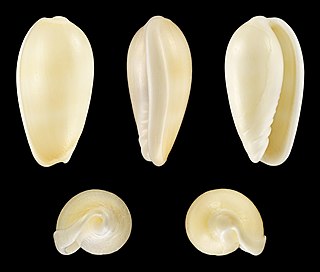 <i>Persicula blanda</i> Species of gastropod