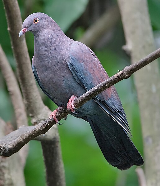 File:Peruvian Pigeon.jpg