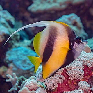 <span class="mw-page-title-main">Red Sea bannerfish</span> Species of fish