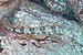 Pez lagarto diamante (Synodus synodus), franja marina Teno-Rasca, Tenerife, España, 2022-01-06, DD 37.jpg
