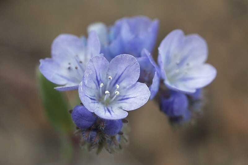 File:Phacelia breweri.jpg