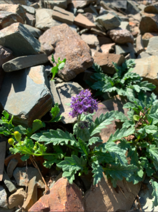 <i>Phacelia lyallii</i> Species in the Borage family