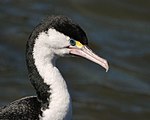 Phalacrocorax varius -Queen Charlotte Sound, Marlborough, New Zealand -head-8.jpg