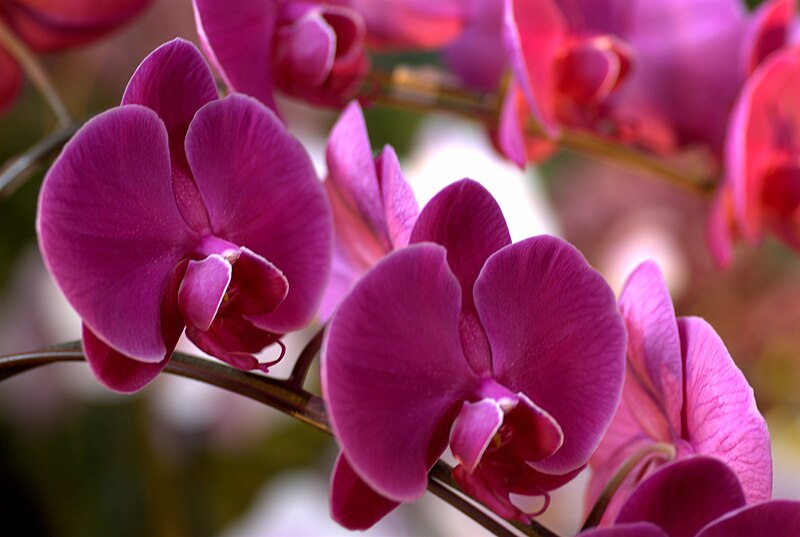 File:Phalaenopsis P. Jiubao Sweetie at the Pacific Orchid Exposition 2010 2.jpg