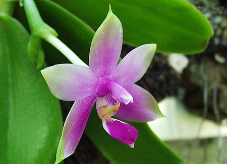 Phalaenopsis_violacea