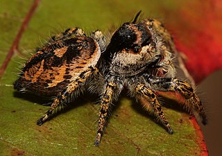 <i>Phidippus arizonensis</i> species of arachnid