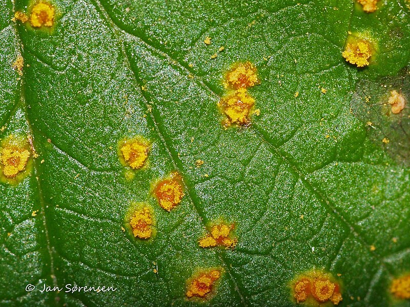 File:Phragmidium rubi-idaei (63).jpg