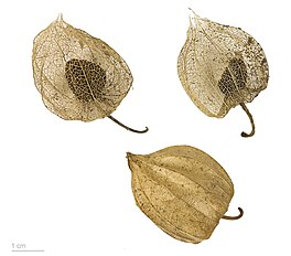   Physalis peruviana - Museum specimen