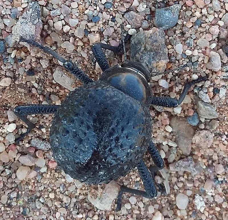 western desert beetle