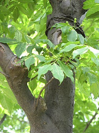 <i>Picrasma</i> Genus of flowering plants