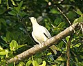 Pied Imperial Pigeon, Ducula bicolor bicolor - Flickr - Lip Kee (1).jpg