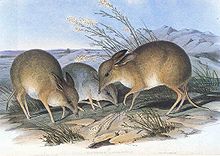 Illustration in Gould's Mammals of Australia PigFootedBandicoot.jpg