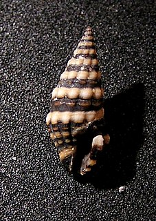 <i>Pilsbryspira jayana</i> Species of gastropod