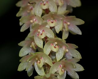 <i>Pinalia polyura</i> Species of orchid