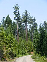 Old trees near Boulder Creek, Oregon