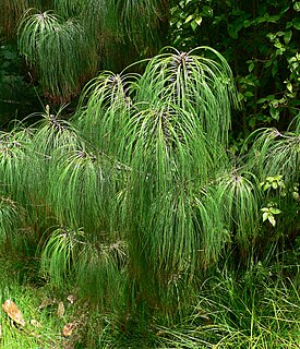 <i>Pinus pseudostrobus</i> Species of conifer