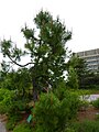 Cultivated, US Botanical Garden, Washington DC