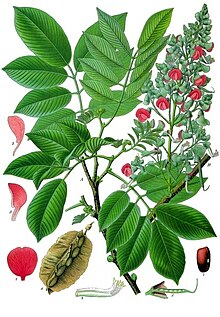 Piscidia piscipula - E–s Medizinal-Pflanzen-109.jpg