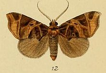 Pl.3-12-Birtha talusina = Marcipa talusina (Schaus & Clements، 1893) .JPG