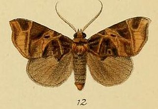 <i>Marcipa</i> Genus of moths