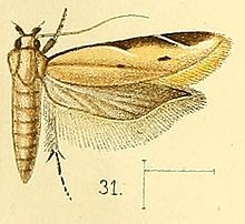 Mesophleps palpigera Pl.4-fig.31-Mesophleps palpigera (Walsingham, 1891) (Gelechia).jpg