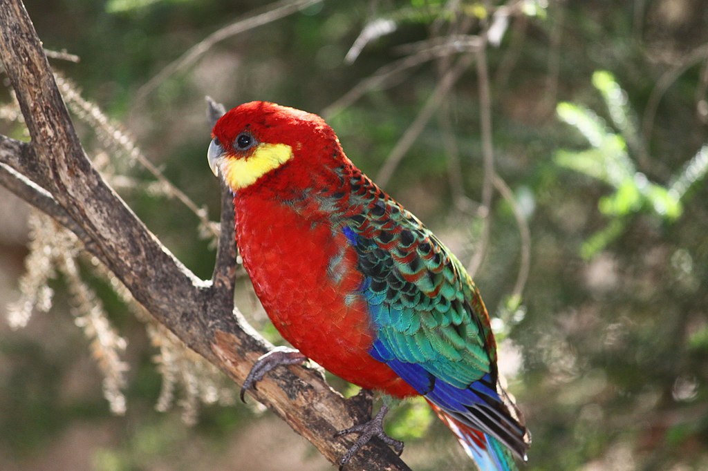 Osobnik sfotografowany w parku ptaków w Kalbarri, Australia Zachodnia
