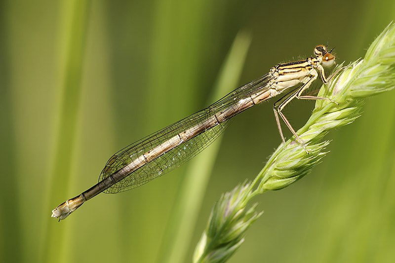 File:Platycnemis pennipes LC0359.jpg