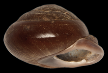 Pleurodonte dentiens Pleurodonte dentiens shell.png