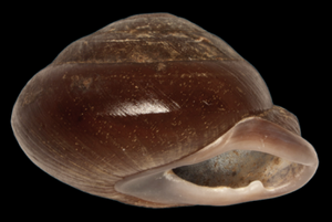 Pleurodonte dentiens shell.png