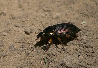 <i>Poecilus lucublandus</i> Species of beetle