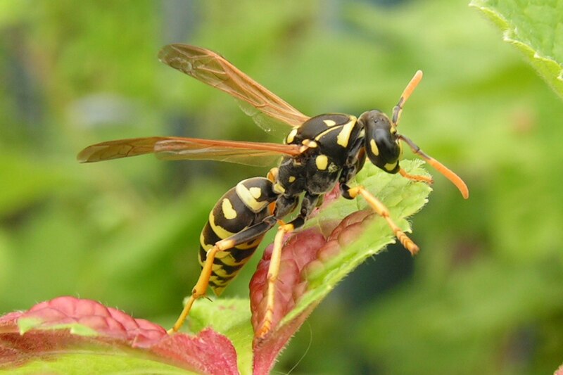 File:Polistes dominula1.jpg