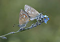 * Nomination A mating couple of Bolkar Blue (Polyommatus erotulus molleti) butterflies. Bolkar Mts. Ulukışla - Niğde, Turkey. --Zcebeci 13:31, 20 August 2015 (UTC) * Promotion Good quality. --Laitche 14:24, 20 August 2015 (UTC)