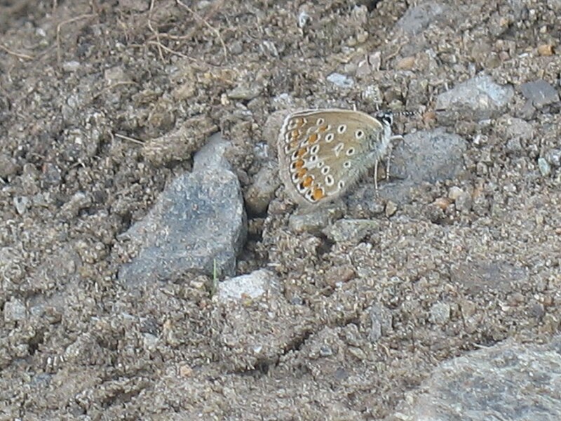 File:Polyommatus icarus - Common blue - Голубянка икар (40992988612).jpg