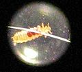 w:Louse (w:Polyplax spinulosa) from a pet rat