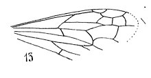 Pompilus coquandi - aile antérieure femelle Pompilinites coquandi (N. Théobald, 1937) Holotype éch AmI p. 320 pl. XXIV Hyménoptères du Stampien d'Aix-en-Provence.
