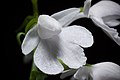 Ponerorchis graminifolia var. kurokamiana white colour