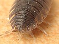 Porcellio scaber