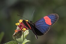 Postman (Heliconius melpomene melpomene) Cundinamarca.jpg