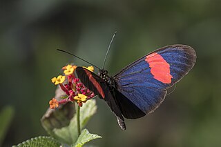 <i>Heliconius melpomene</i> Species of butterfly