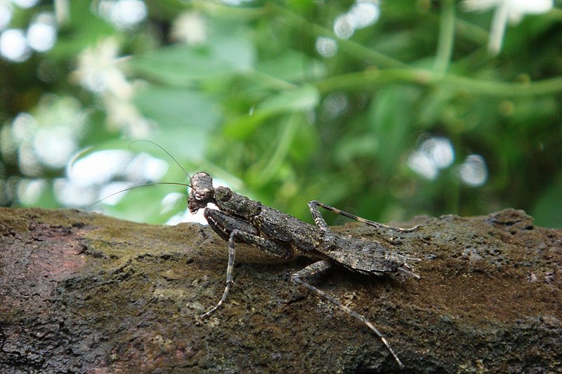 File:Praying mantis camouflaging.jpg