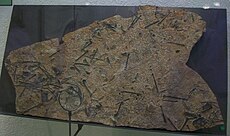 Presbyornis pervetus AMNH 28505.jpg