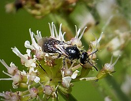 Lasioglossum cupromicans