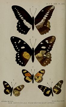 Emily Sharpe's illustration of the male (figure 1) and female (figure 2) of Papilio jacksoni in the Proceedings of the Zoological Society of London ProceedingsZSL1891Plate17.jpg